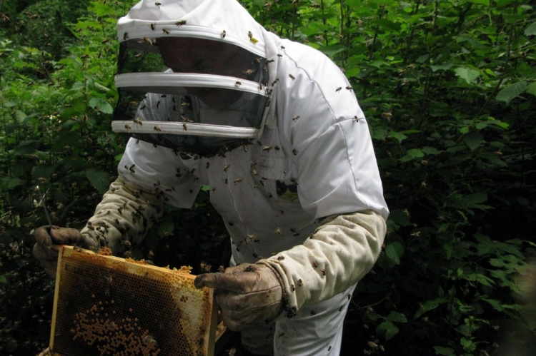 Δηλώσεις κατεχόμενων κυψελών από τους μελισσοκόμους μέχρι τις 11 Οκτωβρίου