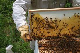 Έως τις 11 Οκτωβρίου οι δηλώσεις κατεχόμενων κυψελών από τους μελισσοκόμους