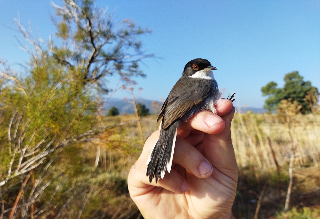 Eξορμήσεις δακτυλίωσης πουλιών στον καλαμιώνα της Γέρας την Κυριακή 31 Οκτωβρίου