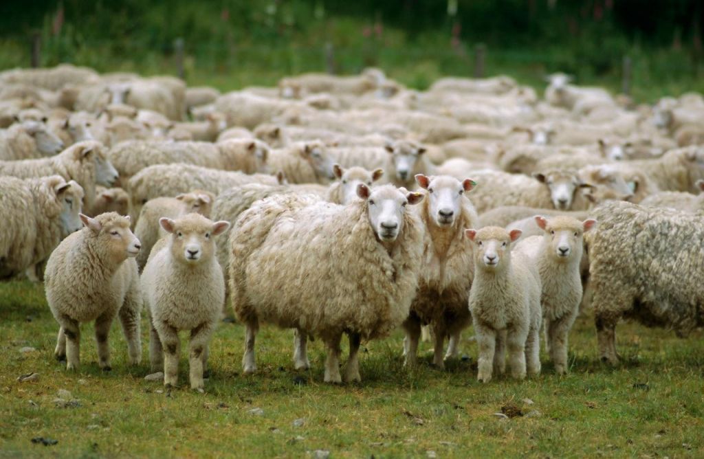 Άρθηκαν τα περιοριστικά μέτρα για τα αιγοπρόβατα στη Λέσβο  που ίσχυαν  από το 2008 λόγω καταρροϊκού πυρετού