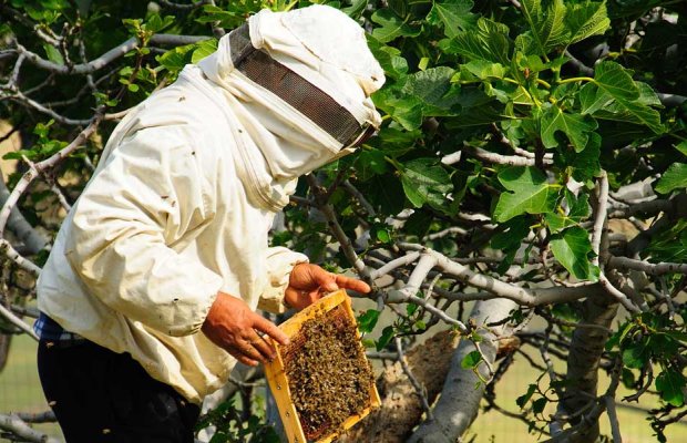 Ταχύρυθμο πρόγραμμα για κατάρτιση μελισσοκόμων και ελαιοπαραγωγών από την Περιφέρεια  Βορείου Αιγαίου