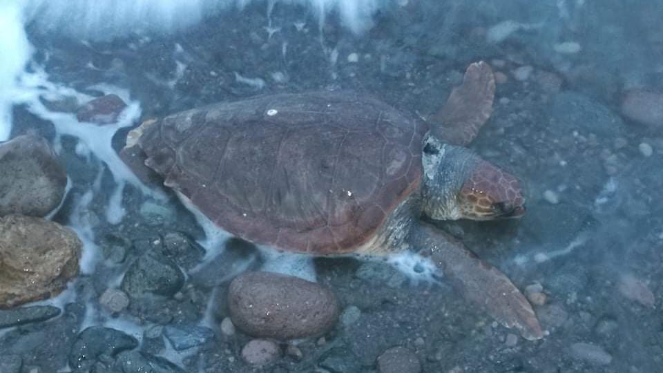 Νεκρή χελώνα Καρέτα-Καρέτα βρέθηκε σε παραλία του Μανταμάδου