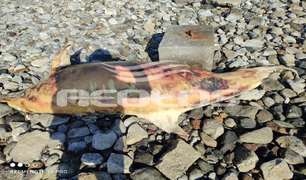 Νεκρό δελφίνι ξεβράστηκε στα Τσαμάκια (ΦΩΤΟ)