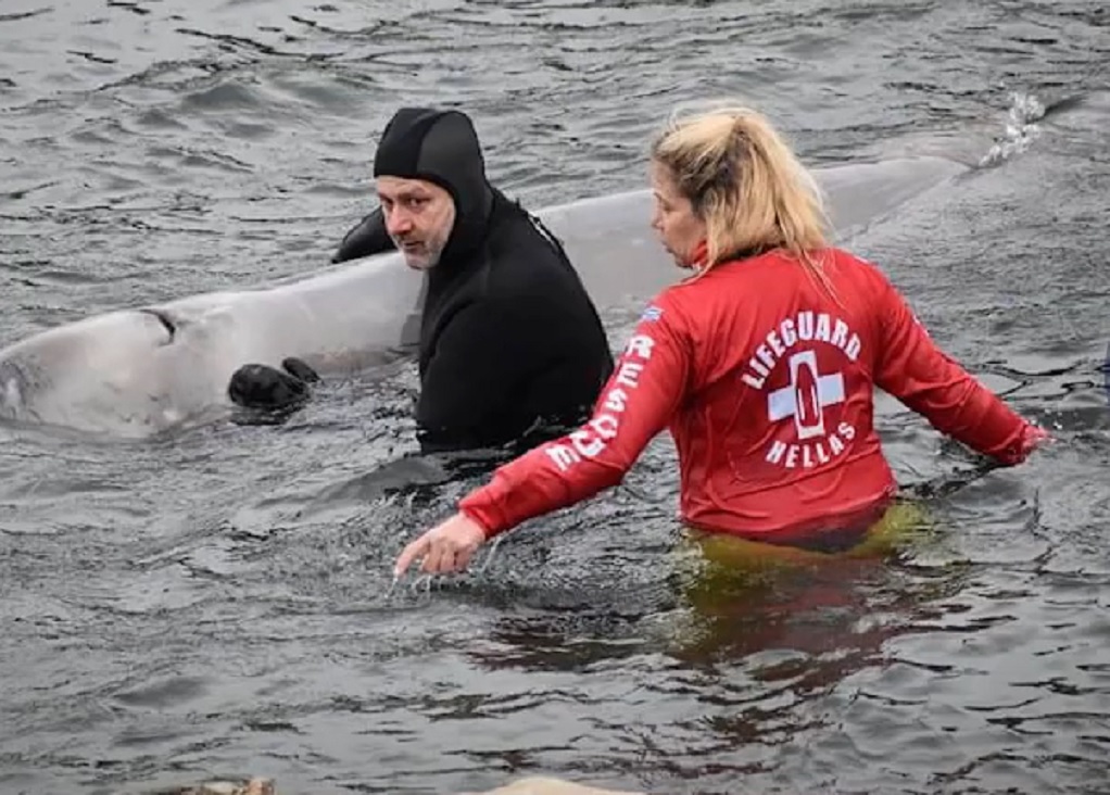 Πώς σώθηκε το φαλαινοδέλφινο στον Άλιμο