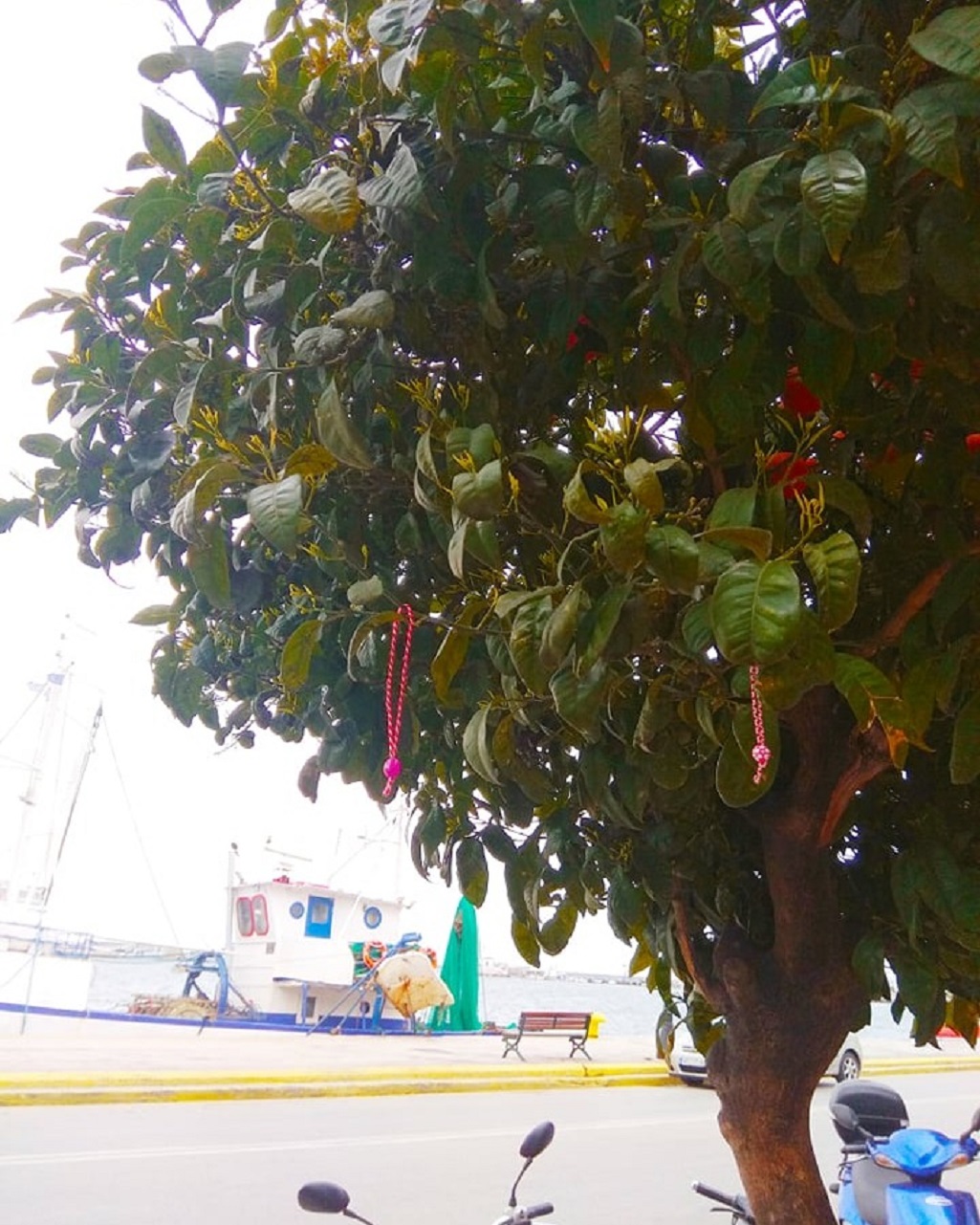 Βραχιολάκια για τον Μάρτη σε δέντρο της προκυμαίας στη Μυτιλήνη