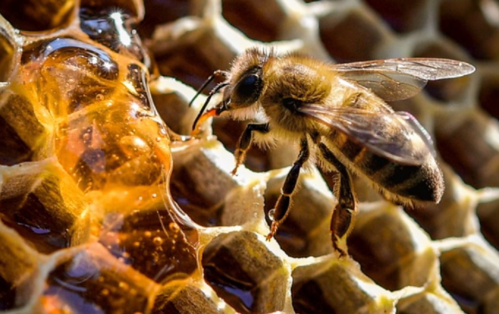 Κατέληξε 48χρονος μετά από τσίμπημα μελισσών