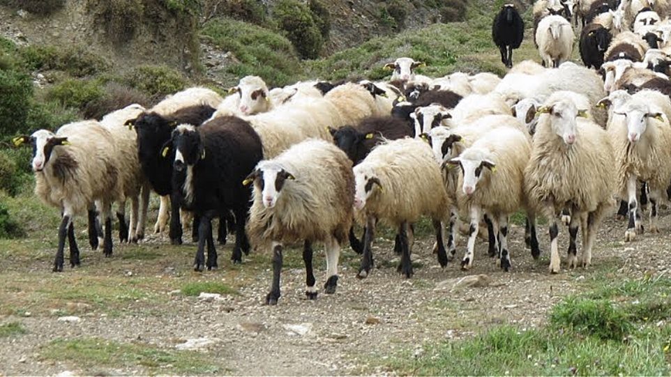 Μέτρα στήριξης ζητούν οι κτηνοτρόφοι του Μανταμάδου λόγω του καταρροϊκού πυρετού