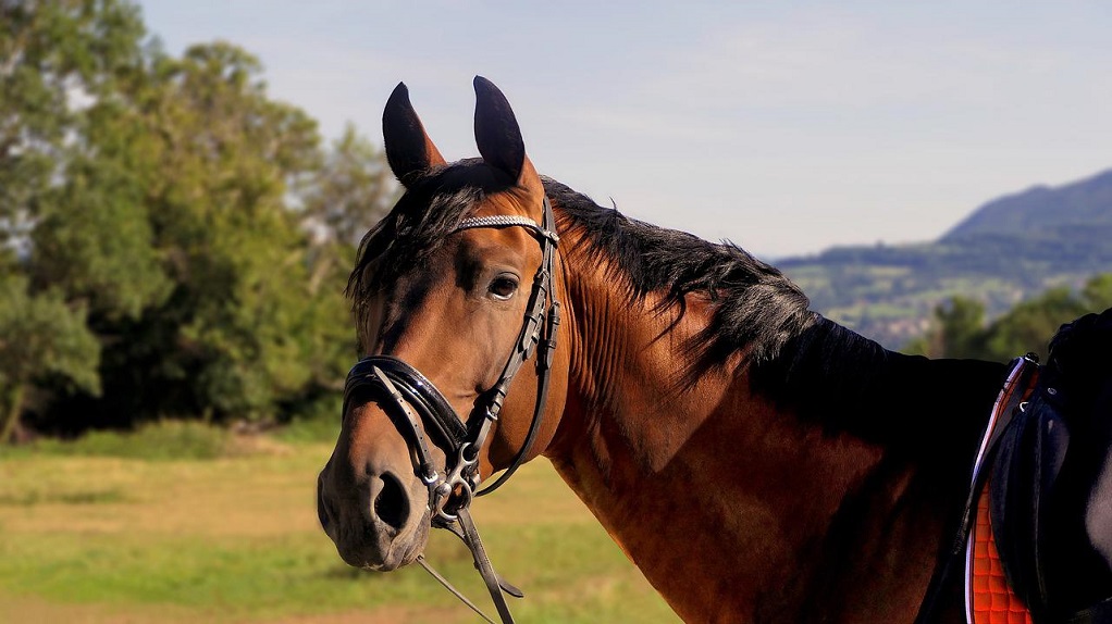 Η πρώτη καταδίκη για παστουρωμένο άλογο στην Λέσβο