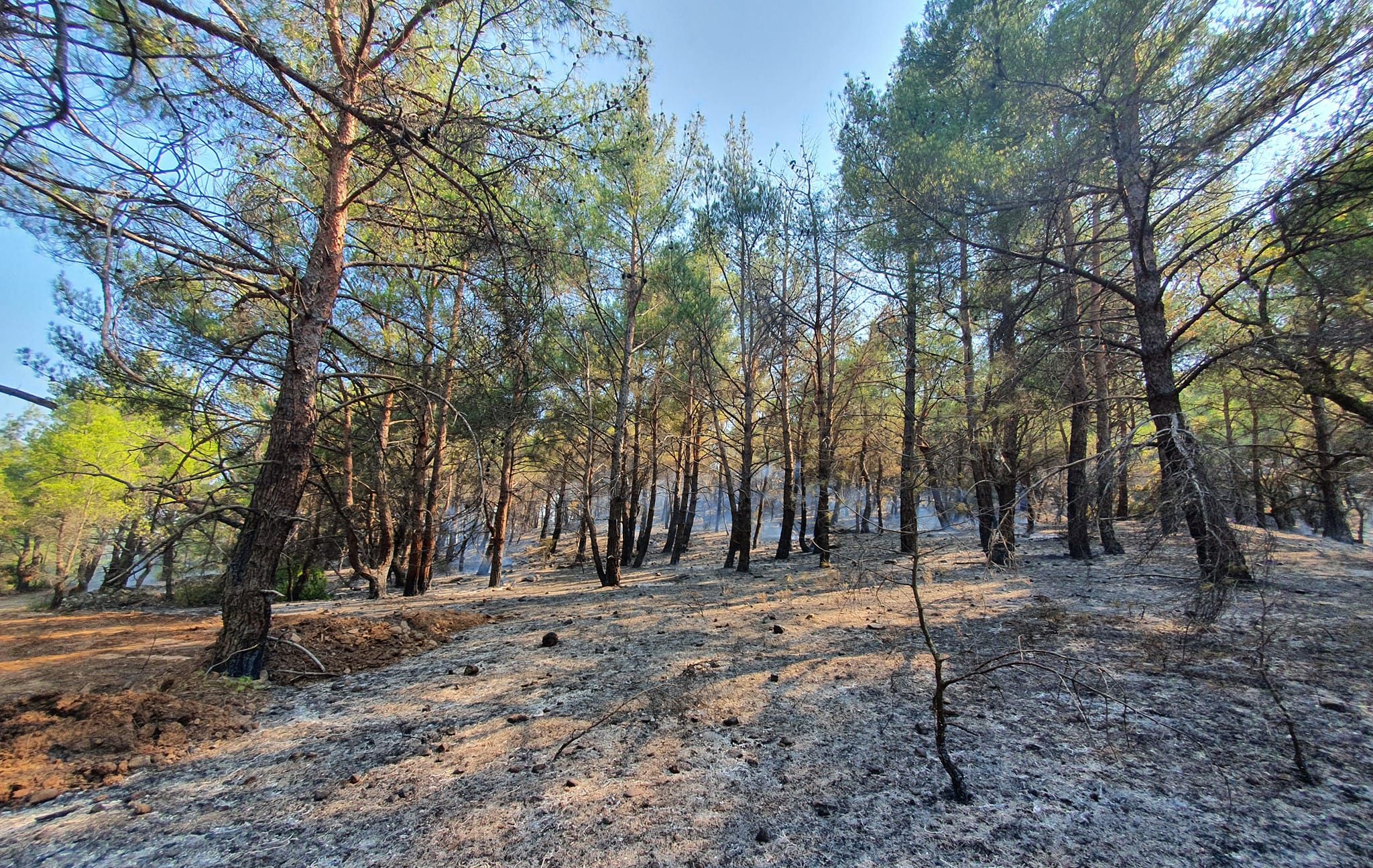 Μέτρα ζητά η Ομοσπονδία Αγροτικών Συλλόγων για τις καταστροφικές πυρκαγιές