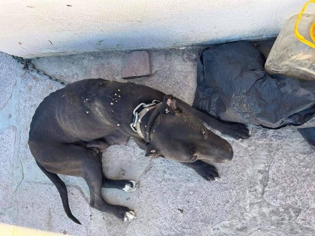 Αριανά Καλλονής  : “Καμπάνα” σε ιδιοκτήτη που άφησε αλυσοδεμένη σκυλίτσα να γεννήσει σε άθλιες συνθήκες