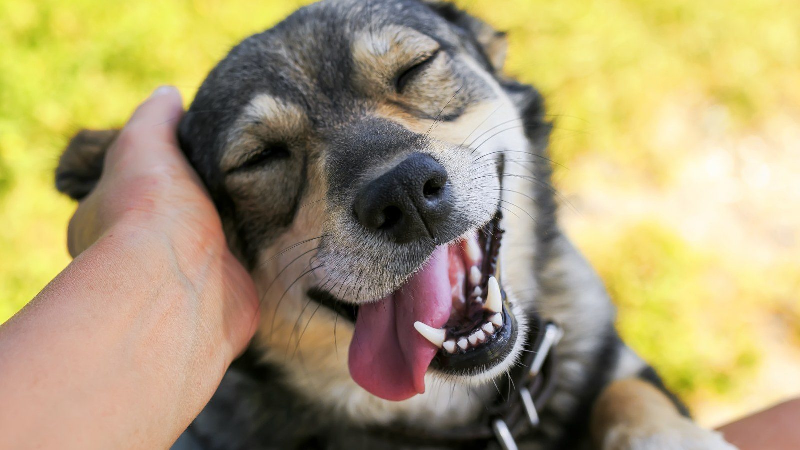 Παγκόσμια Ημέρα Σκύλου: Μια ημέρα για τον καλύτερο φίλο του ανθρώπου