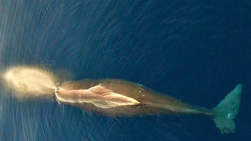 Τεράστια φάλαινα φυσητήρας εντοπίστηκε στο βορειοανατολικό Αιγαίο