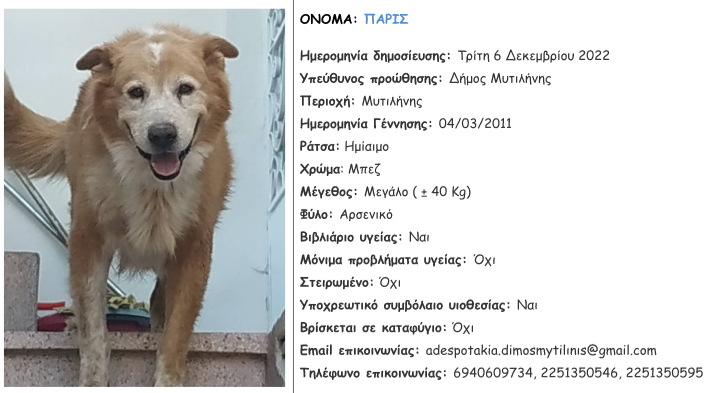Δήμος Μυτιλήνης : Έκκληση για υιοθεσία ή προσωρινή φιλοξενία σκύλου