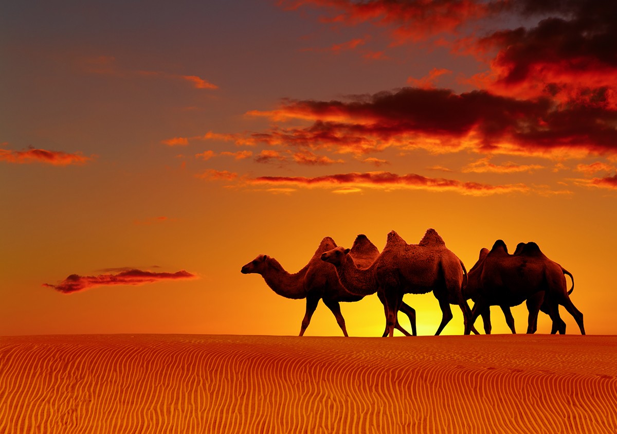 Συναγερμός από τις υγειονομικές αρχές για τη “γρίπη της καμήλας”