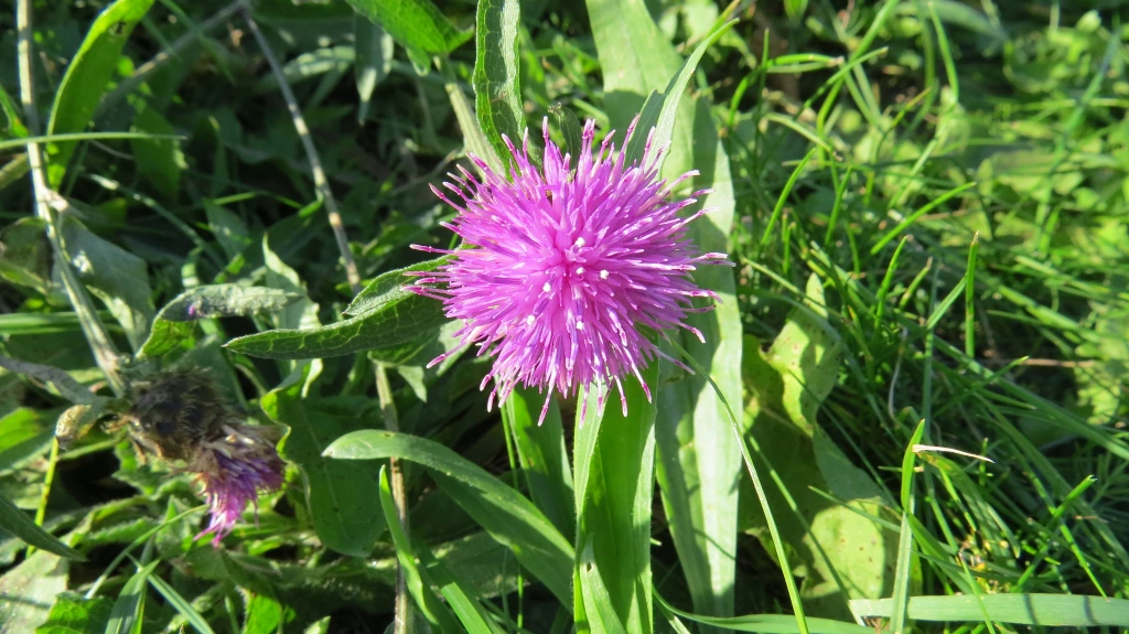 2ο mini‐bioblitz στη Λέσβο – Παρακολούθηση των άγριων μελισσών στο Κάστρο Μυτιλήνης