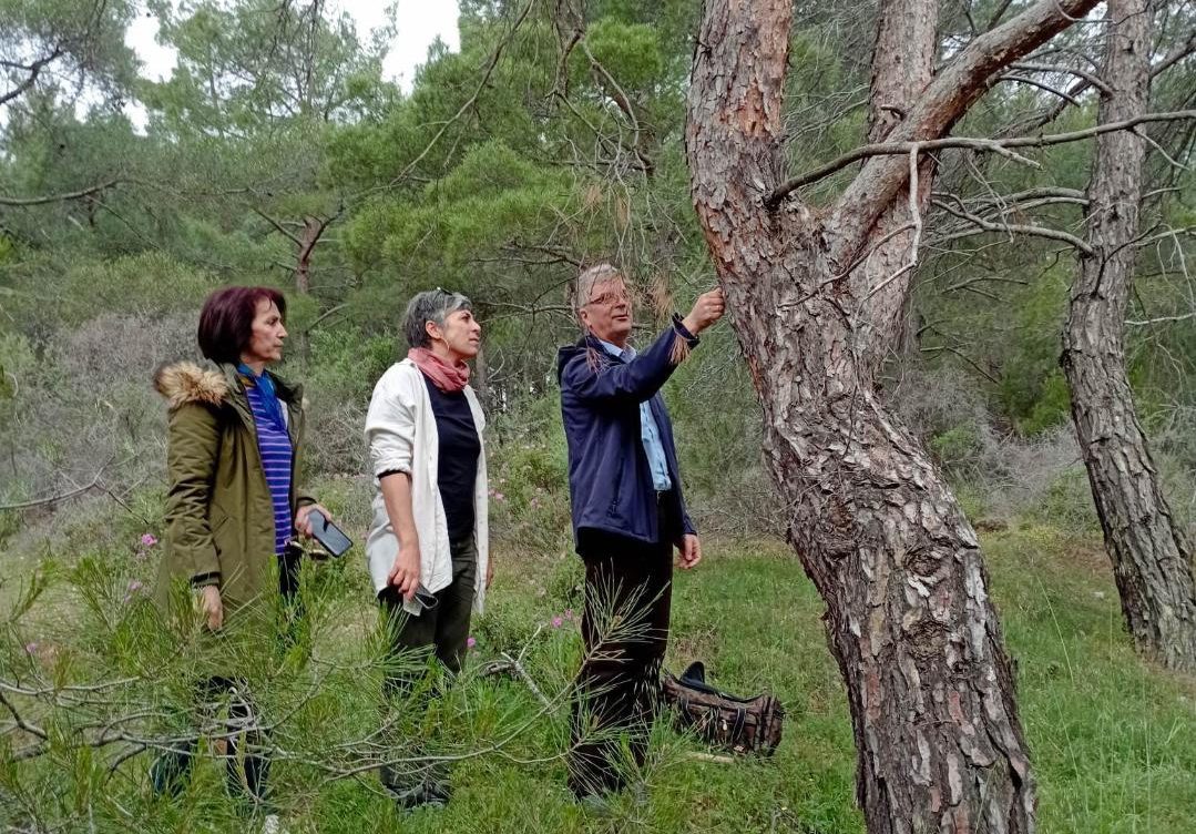Παναγιώτης Μυλωνάς- Μπενάκειο Φυτοπαθολογικό Ινστιτούτο: «Η ξηρασία των πεύκων οφείλεται σε παράσιτο που βλάπτει τα δέντρα»