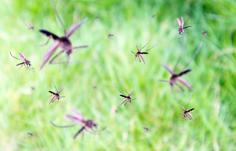 Ξεκίνησε η διαδικασία για το πρόγραμμα καταπολέμησης των κουνουπιών στη Λέσβο
