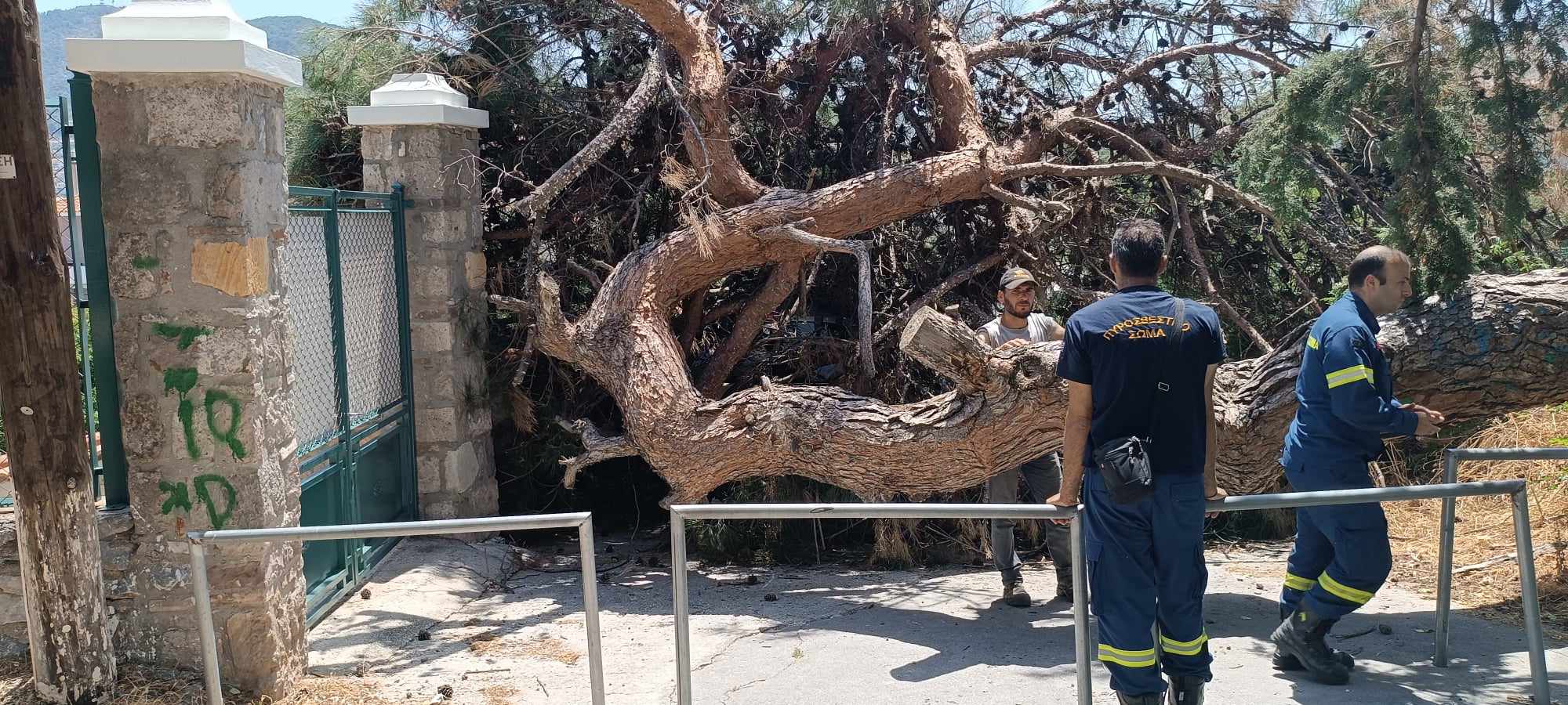 Κατέρρευσε δέντρο στον Άγιο Ιωάννη Καλυβίτη – Από θαύμα δεν υπήρξαν τραυματισμοί