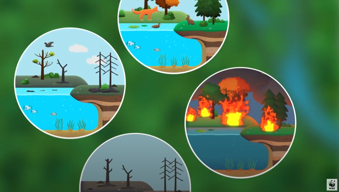 WWF: Εκπαιδευτικά βίντεο για τις δασικές πυρκαγιές, για όλα τα σχολεία