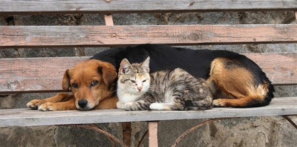 Πρόγραμμα δωρεάν περίθαλψης αδέσποτων ζώων στο Δήμο Μυτιλήνης