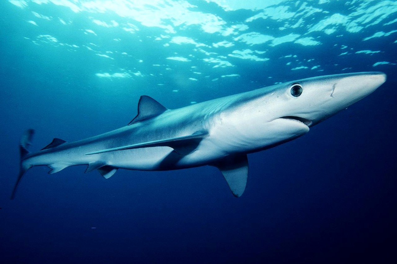 Γαλάζιος καρχαρίας έκανε τη “βόλτα” του στα παράλια της Αλεξανδρούπολης