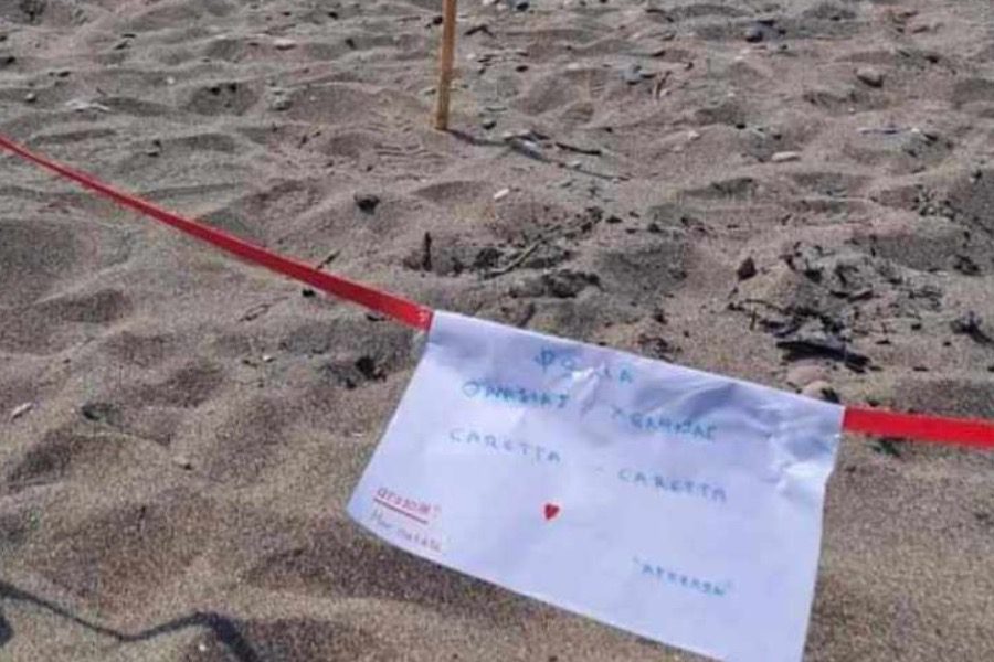 Χελώνες Caretta Caretta στην παραλία των Βατερών – Άμεση κινητοποίηση κατοίκων για την προστασία τους