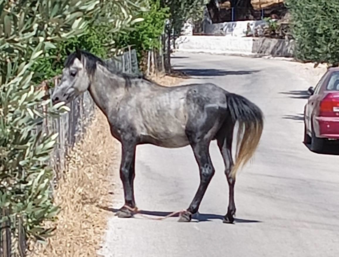 Καταγγελία από την «Κιβωτό»: Έξι μήνες παστουρωμένο άλογο στη μέση του δρόμου στο Τάρτι