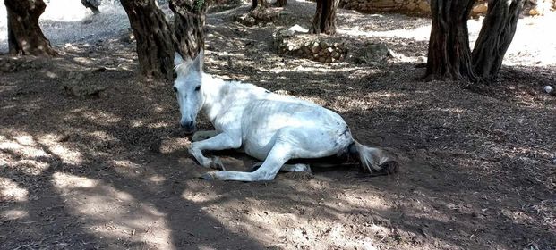 Νέο περιστατικό κακοποίησης αλόγου στη Λέσβο