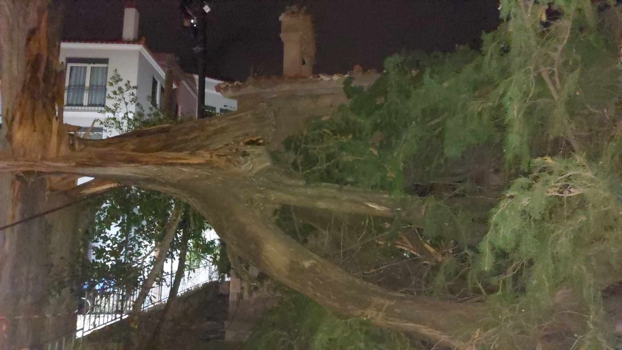 Δέντρο έπεσε σε κολώνα της ΔΕΗ στο κέντρο της Μυτιλήνης