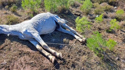 Ο αναμενόμενος θάνατος ενός «ανεπιτήρητου» ιπποειδούς στη Λέσβο