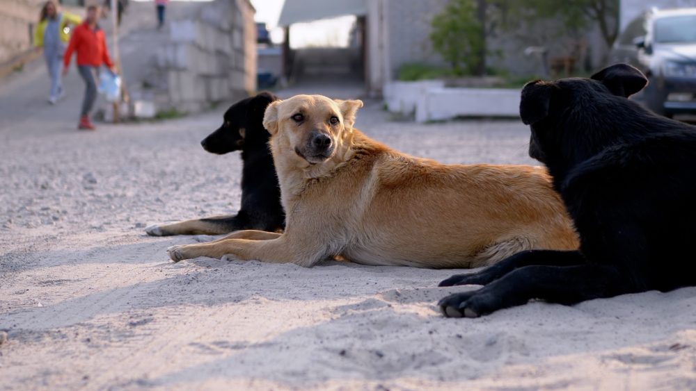 Παγκόσμια ημέρα αδέσποτων ζώων- Νέο πρόγραμμα στειρώσεων από το Δήμο Μυτιλήνης