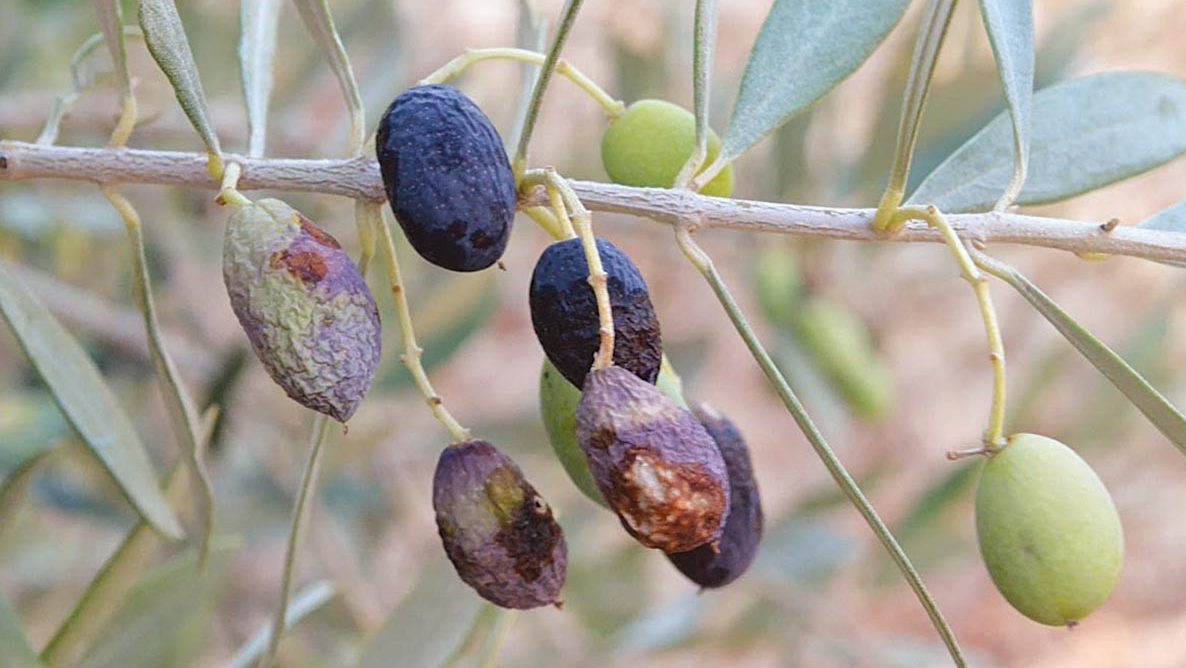 Συνάντηση Αντωνέλλη με τους εργολάβους Δακοκτονίας για την έναρξη του Προγράμματος καταπολέμησης του Δάκου