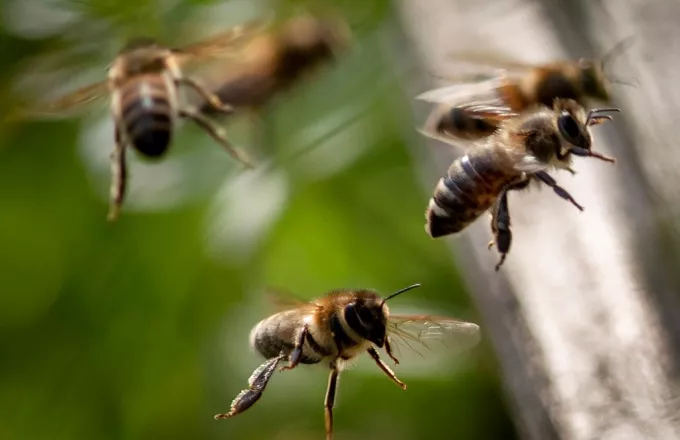 Επίθεση σμήνους μελισσών σε διερχόμενους οδηγούς στην Πεδή Μανταμάδου – Δυο άτομα στο Κέντρο Υγείας