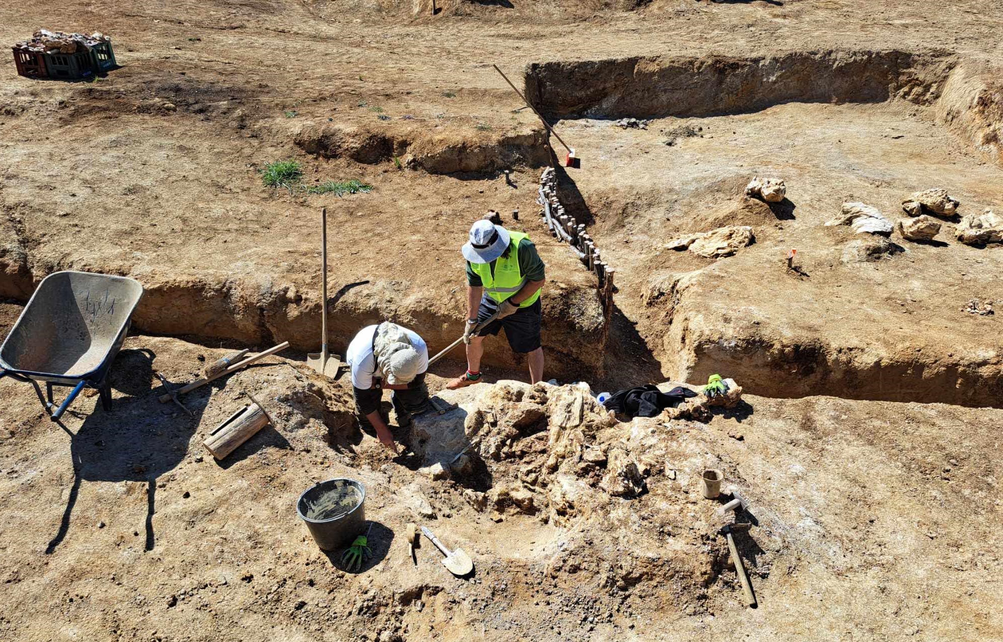 Ανασκαφή, προστασία και συντήρηση απολιθωμένων κορμών δένδρων στη Βόρεια Εύβοια από το Μουσείο Φυσικής Ιστορίας