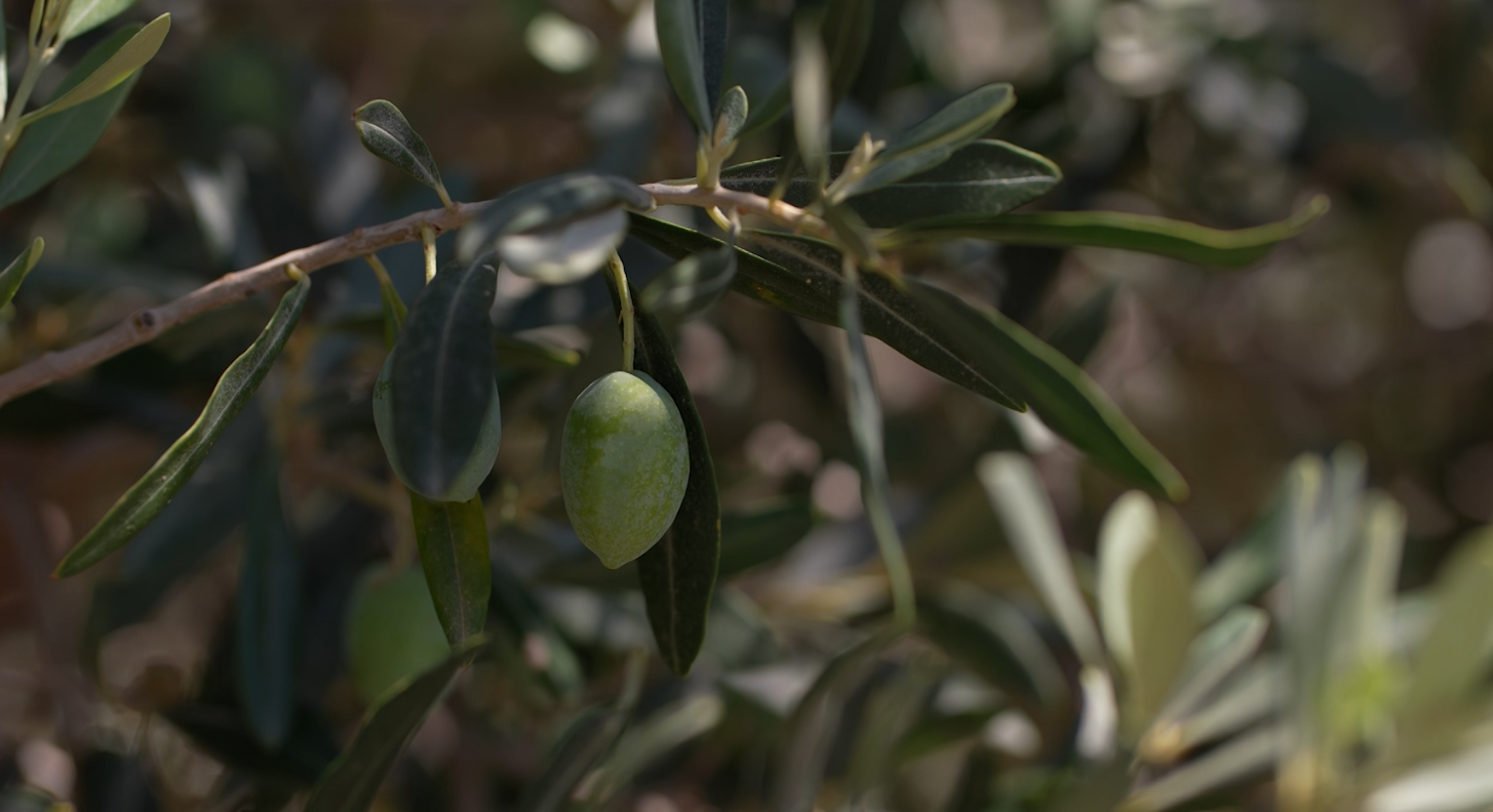 Οι επιπτώσεις της ανομβρίας στην ελαιοπαραγωγή