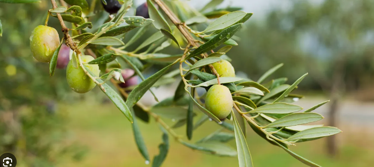 Η χθεσινή βροχή στα χωριά της Λέσβου φέρνει ελπίδες για τους ελαιοπαραγωγούς